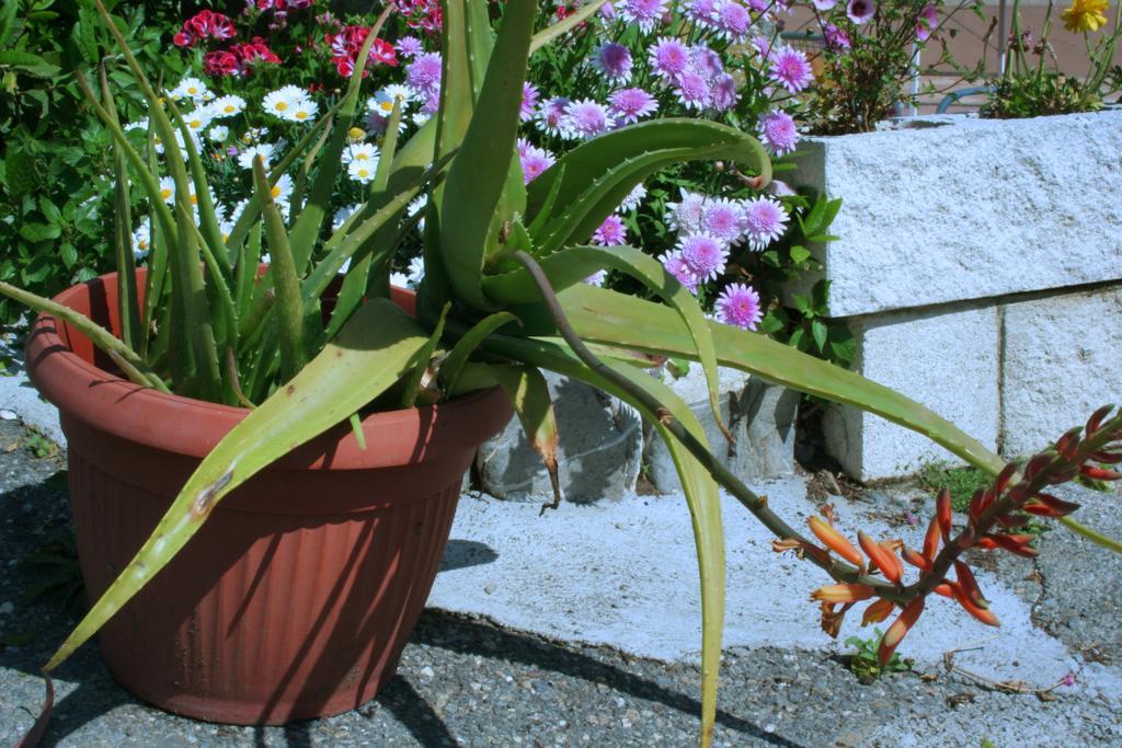 Camping Delfino Albenga Zimmer foto